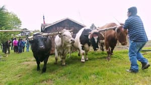 Chile, the island of Chiloé, the know-how of bois