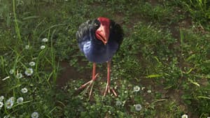 The Bird who Heard
