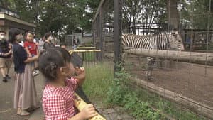 The Zoo on a Hill