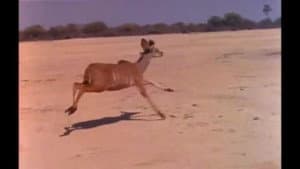 Miracle of Motion