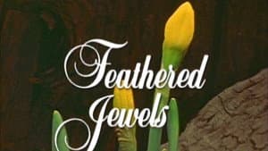 Feathered Jewels