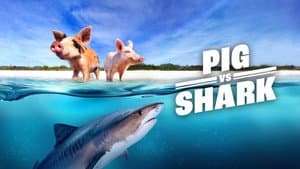 Pigs vs. Shark