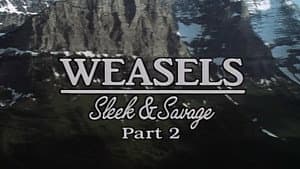 Weasels: Sleek and Savage-Part 2