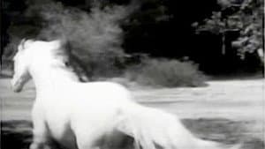 The Wild Stallion