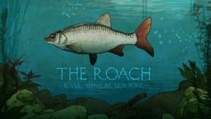 The Roach: River Wensum, Norfolk