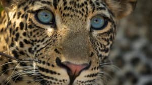 The Leopard Legacy