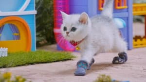 Socks for Kittens