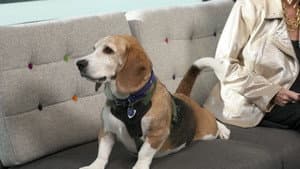 No payout pet insurance