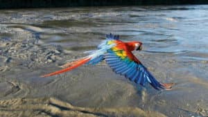 Earthflight: South America