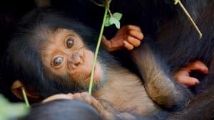 A Baby Chimp's Story