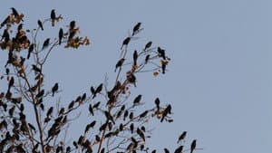 Bird Apocalypse