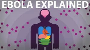 The Ebola Virus Explained — How Your Body Fights for Survival