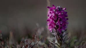 The Last Snow