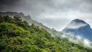 Forest of Clouds
