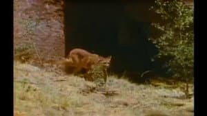 Puma Pass