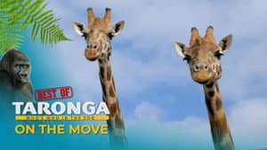 On the move