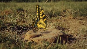 A butterfly's nightmare