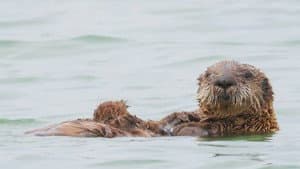 Secret Life of Sea Otters