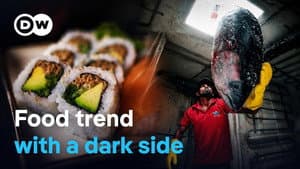 The sushi hype- Ravenous appetites and species extinction