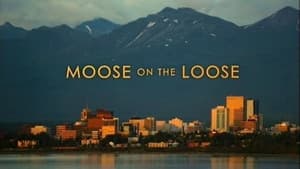 Moose on the Loose