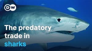 Europe's shark trade