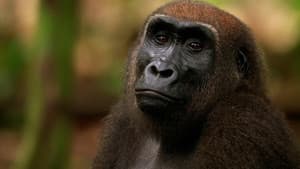 Gorrilla