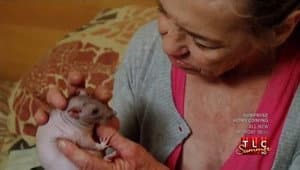 Rats, Extreme Fingernails