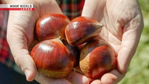 JAPANESE CHESTNUT