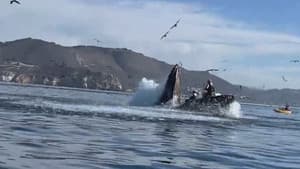 Whale Eats Kayakers, Trucks vs. Trains, Flames & Cranes & Historic Eiffel Tower Jump