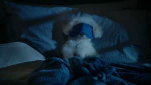 Puppy