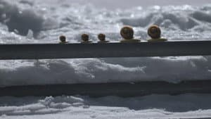 Black slope for gastropod skiers