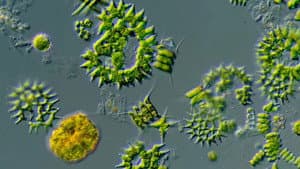 The Diversity of Shapes in the Microcosmos