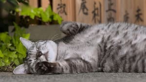 Tokyo: Cats in the Big City