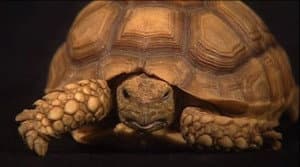 Under The Shell: The Mr. Turtle Commentary