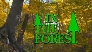 In the Forest