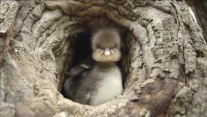 Animal Homes: Location, Location, Location
