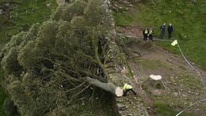 The Murdered Tree