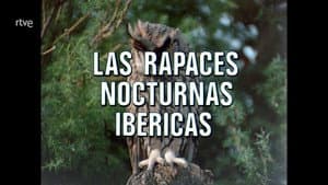 Iberian Nocturnal Raptors