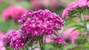 Flower Farming