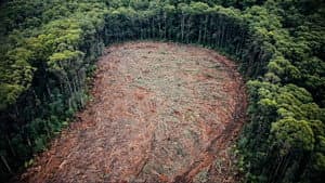 Timber Turmoil