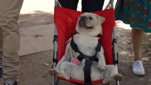 The Dog