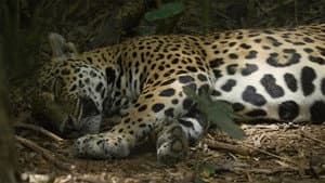 Jaguar Beach