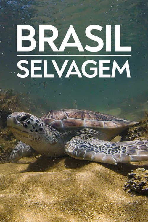 Coastline of Brazil